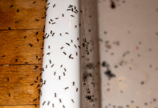Pest Control Cost in Bowling Green, FL